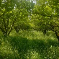 سرمایه گزارمیخام باغ درخت سیب