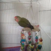 کوتوله برزیلی