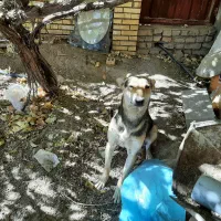 یک قلاده سگ ژرمن مالنیوز|سگ|یزد, |دیوار