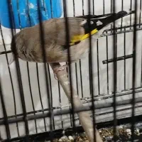 سهره|پرنده|ورامین, ورامین|دیوار