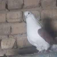 دوکتف سرخ نوک ریز