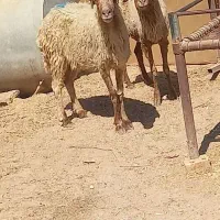 گوسفند ابستن