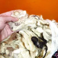 پشم گوسفند|رختخواب، بالش، پتو|بندر انزلی, بی بی حوریه|دیوار