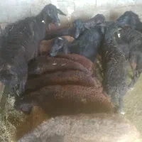 گوسفند