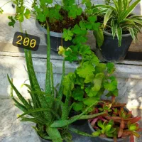 فروش حضوری گل‌های خانگی|گل و گیاه طبیعی|کرج, شهرک بهداری|دیوار