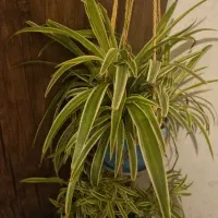 گیاه|گل و گیاه طبیعی|نظرآباد, مسکن مهر نظرآباد|دیوار