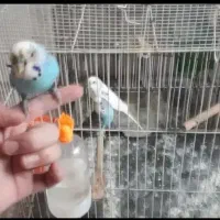 مرغ عشق آبی سفید بازیگوش نژاد خاص