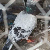 کفتر