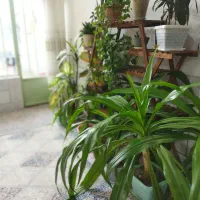 گلها همه با هم