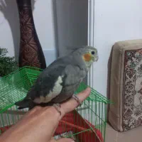 مرغ عروس