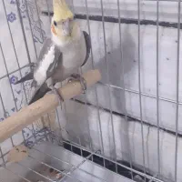 عروس هلندی نر|پرنده|مبارکه, |دیوار