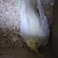 یک جفت عروس هلندی معاوضه فقط با قناری شور نر