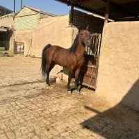 اسب . نریان و مادیان|اسب و تجهیزات اسب‌سواری|جوادآباد, |دیوار