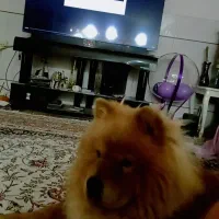 لوکی نژاد چاوچاو|سگ|اصفهان, شفق|دیوار