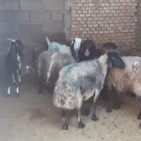 ۶راس میش افشاری درشت ابستن وزایده و۲راس بز امریکای