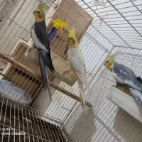 فروش دو جفت طوطی عروس مولد|پرنده|گتاب, |دیوار