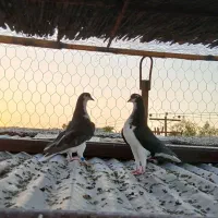 جوجه سیدی سیاه