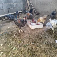 خروس گلین|حیوانات مزرعه|کهریزک, |دیوار