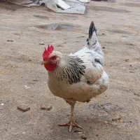 یک مرغ و یک خروس با ۴تا جوجه|حیوانات مزرعه|مشهد, انقلاب|دیوار