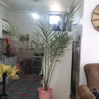 نخل|گل و گیاه طبیعی|شیروان (خراسان), |دیوار