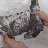 دمبی نر|پرنده|مسجد سلیمان, |دیوار