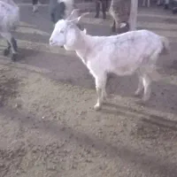 بز دو رگ|حیوانات مزرعه|بیرجند, |دیوار