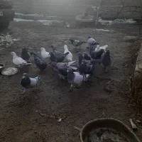 کبوتر پلاکی|پرنده|چهاربرج, |دیوار