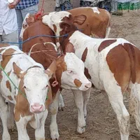 اصیل ترین گوساله هایه سمینتال وارداتی