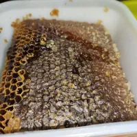 عسل طبیعی سبلان|خوردنی و آشامیدنی|تهران, ایرانشهر|دیوار