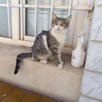 واگذاری گربه رایگان