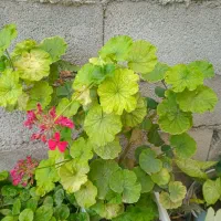 گل خانگی|گل و گیاه طبیعی|قره ضیاالدین, |دیوار