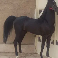 قیماق سیاه کرد زیبا