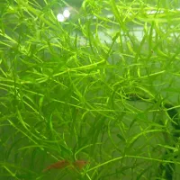 فروش آکواریوم شیشه خم|ماهی|اشنویه, |دیوار