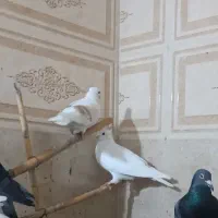 کفتر|پرنده|آزادشهر, |دیوار