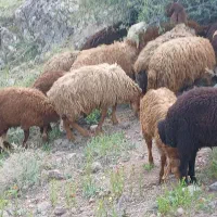 گوسفند و بره اوتداخ