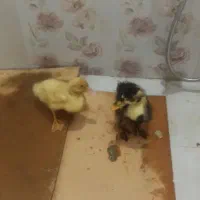 اردک|حیوانات مزرعه|کرج, شهرک بهارستان|دیوار