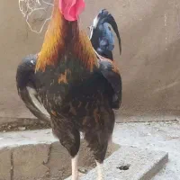خروس محلی، کاکولی، مرندی و دورگ لاری
