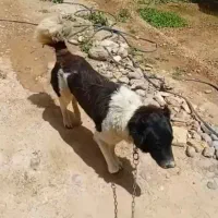 سگ قدرجونی دم فر