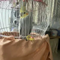 طوطی عروس|پرنده|فرح آباد, |دیوار