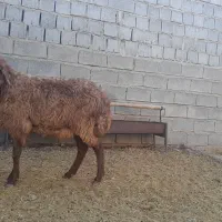 میش