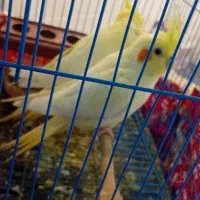 ۱جفت عروس هلندی|پرنده|سنگدوین, |دیوار