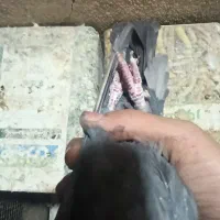 کبوتر پرشی|پرنده|فولادشهر, فولادشهر|دیوار