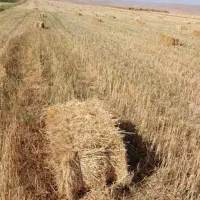 پرس گندم