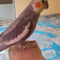 عروس هلندی نر ۲ ساله سرحال و سالم با قفس