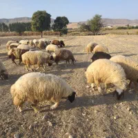 بره. کاور. دووری