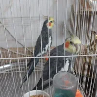 دو عدد عروس هلندی