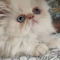 پرشین سوپرفلت دوماهه