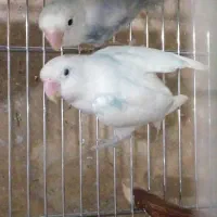 طوطی برزیلی (از پدر ومادر وارداتی)|پرنده|تهران, مجیدآباد|دیوار