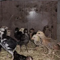 فروش جوجه محلی