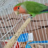 طوطی برزیلی